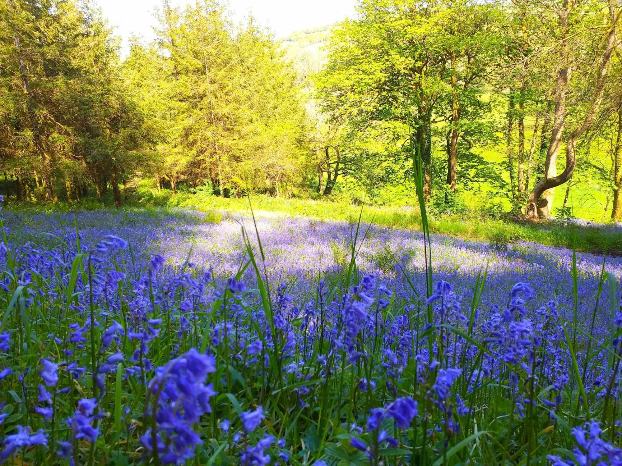 Lobhill Farmhouse Bed And Breakfast And Self Catering Accommodation Okehampton Ngoại thất bức ảnh